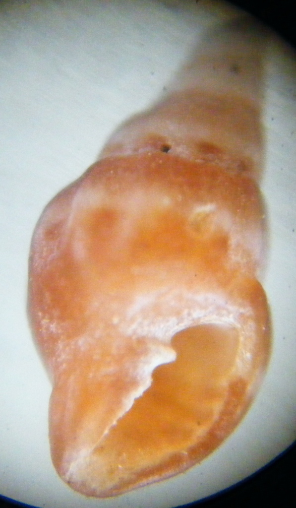 Gasteropode 8